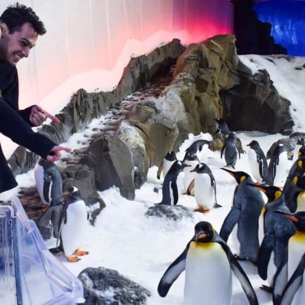 Penguin Encounter at Sea Life Melbourne